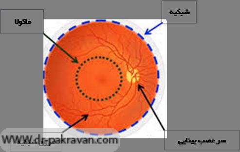 ماکولا، قسمت کوچکی از شبکیه بوده و مسؤل دید مرکزی می‌باشد.